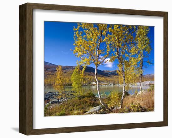 Norway, Autumn Fjellbirken at Mountain Lake in Grotli-K. Schlierbach-Framed Photographic Print