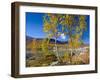 Norway, Autumn Fjellbirken at Mountain Lake in Grotli-K. Schlierbach-Framed Photographic Print