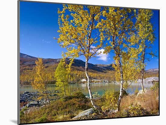 Norway, Autumn Fjellbirken at Mountain Lake in Grotli-K. Schlierbach-Mounted Photographic Print