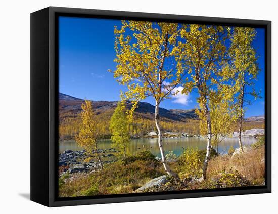 Norway, Autumn Fjellbirken at Mountain Lake in Grotli-K. Schlierbach-Framed Stretched Canvas