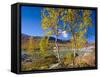 Norway, Autumn Fjellbirken at Mountain Lake in Grotli-K. Schlierbach-Framed Stretched Canvas