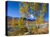 Norway, Autumn Fjellbirken at Mountain Lake in Grotli-K. Schlierbach-Stretched Canvas