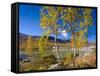 Norway, Autumn Fjellbirken at Mountain Lake in Grotli-K. Schlierbach-Framed Stretched Canvas