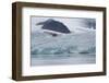 Norway, Barents Sea, Svalbard, Spitsbergen, Lilliehook Glacier-Cindy Miller Hopkins-Framed Photographic Print