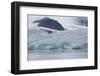 Norway, Barents Sea, Svalbard, Spitsbergen, Lilliehook Glacier-Cindy Miller Hopkins-Framed Photographic Print