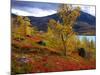 Norway, Birch and Cranberries in Glowing Red Autumn Colours-K. Schlierbach-Mounted Photographic Print