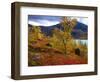 Norway, Birch and Cranberries in Glowing Red Autumn Colours-K. Schlierbach-Framed Photographic Print