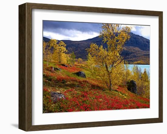 Norway, Birch and Cranberries in Glowing Red Autumn Colours-K. Schlierbach-Framed Photographic Print
