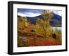 Norway, Birch and Cranberries in Glowing Red Autumn Colours-K. Schlierbach-Framed Photographic Print