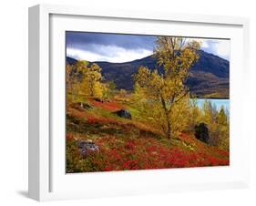 Norway, Birch and Cranberries in Glowing Red Autumn Colours-K. Schlierbach-Framed Photographic Print