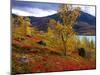 Norway, Birch and Cranberries in Glowing Red Autumn Colours-K. Schlierbach-Mounted Photographic Print