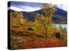 Norway, Birch and Cranberries in Glowing Red Autumn Colours-K. Schlierbach-Stretched Canvas