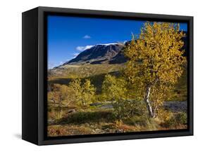 Norway, Boverkinnhalsen, Jotunheimen National Park, Autumn Fjellbirken Against Snowy Mountain Peaks-K. Schlierbach-Framed Stretched Canvas