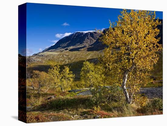 Norway, Boverkinnhalsen, Jotunheimen National Park, Autumn Fjellbirken Against Snowy Mountain Peaks-K. Schlierbach-Stretched Canvas