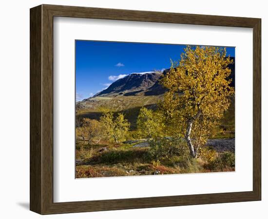 Norway, Boverkinnhalsen, Jotunheimen National Park, Autumn Fjellbirken Against Snowy Mountain Peaks-K. Schlierbach-Framed Photographic Print