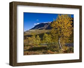 Norway, Boverkinnhalsen, Jotunheimen National Park, Autumn Fjellbirken Against Snowy Mountain Peaks-K. Schlierbach-Framed Photographic Print