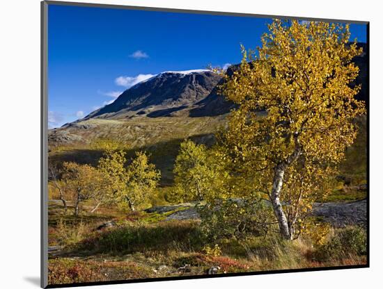 Norway, Boverkinnhalsen, Jotunheimen National Park, Autumn Fjellbirken Against Snowy Mountain Peaks-K. Schlierbach-Mounted Photographic Print