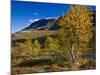 Norway, Boverkinnhalsen, Jotunheimen National Park, Autumn Fjellbirken Against Snowy Mountain Peaks-K. Schlierbach-Mounted Photographic Print