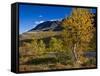 Norway, Boverkinnhalsen, Jotunheimen National Park, Autumn Fjellbirken Against Snowy Mountain Peaks-K. Schlierbach-Framed Stretched Canvas