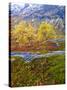 Norway, Boverkinnhalsen, Jotunheimen National Park, Autumn Fjellbirken Against Snowy Mountains-K. Schlierbach-Stretched Canvas