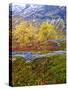 Norway, Boverkinnhalsen, Jotunheimen National Park, Autumn Fjellbirken Against Snowy Mountains-K. Schlierbach-Stretched Canvas