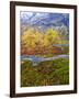 Norway, Boverkinnhalsen, Jotunheimen National Park, Autumn Fjellbirken Against Snowy Mountains-K. Schlierbach-Framed Photographic Print