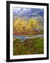 Norway, Boverkinnhalsen, Jotunheimen National Park, Autumn Fjellbirken Against Snowy Mountains-K. Schlierbach-Framed Photographic Print