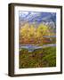 Norway, Boverkinnhalsen, Jotunheimen National Park, Autumn Fjellbirken Against Snowy Mountains-K. Schlierbach-Framed Photographic Print