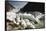 Norway, Briksdal Glacier-Dave Bartruff-Framed Stretched Canvas