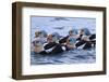 Norway, Eastern Finnmark, Batsfjord, Usual Eiders,-Bernd Rommelt-Framed Photographic Print