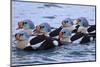 Norway, Eastern Finnmark, Batsfjord, Usual Eiders,-Bernd Rommelt-Mounted Photographic Print