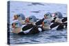 Norway, Eastern Finnmark, Batsfjord, Usual Eiders,-Bernd Rommelt-Stretched Canvas