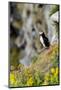Norway, Finnmark, Loppa. Atlantic Puffin at their nesting cliffs.-Fredrik Norrsell-Mounted Photographic Print