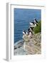 Norway, Finnmark, Loppa. Atlantic Puffin at their nesting cliffs.-Fredrik Norrsell-Framed Photographic Print