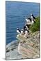 Norway, Finnmark, Loppa. Atlantic Puffin at their nesting cliffs.-Fredrik Norrsell-Mounted Photographic Print