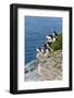 Norway, Finnmark, Loppa. Atlantic Puffin at their nesting cliffs.-Fredrik Norrsell-Framed Photographic Print