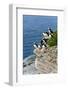 Norway, Finnmark, Loppa. Atlantic Puffin at their nesting cliffs.-Fredrik Norrsell-Framed Photographic Print