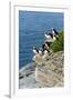 Norway, Finnmark, Loppa. Atlantic Puffin at their nesting cliffs.-Fredrik Norrsell-Framed Photographic Print