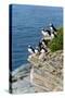 Norway, Finnmark, Loppa. Atlantic Puffin at their nesting cliffs.-Fredrik Norrsell-Stretched Canvas