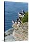 Norway, Finnmark, Loppa. Atlantic Puffin at their nesting cliffs.-Fredrik Norrsell-Stretched Canvas