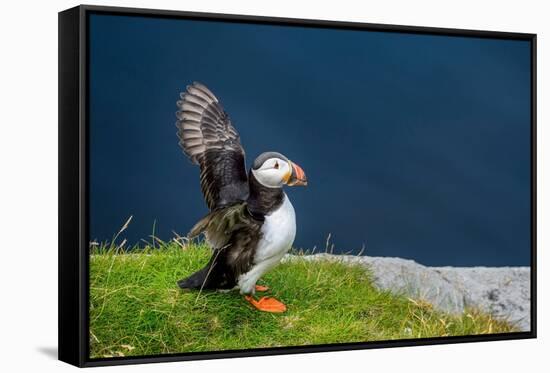 Norway, Finnmark, Loppa. Atlantic Puffin at their nesting cliffs.-Fredrik Norrsell-Framed Stretched Canvas