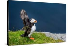 Norway, Finnmark, Loppa. Atlantic Puffin at their nesting cliffs.-Fredrik Norrsell-Stretched Canvas