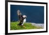 Norway, Finnmark, Loppa. Atlantic Puffin at their nesting cliffs.-Fredrik Norrsell-Framed Photographic Print