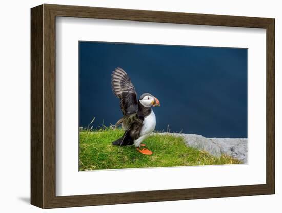 Norway, Finnmark, Loppa. Atlantic Puffin at their nesting cliffs.-Fredrik Norrsell-Framed Photographic Print