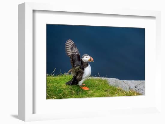 Norway, Finnmark, Loppa. Atlantic Puffin at their nesting cliffs.-Fredrik Norrsell-Framed Photographic Print