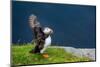 Norway, Finnmark, Loppa. Atlantic Puffin at their nesting cliffs.-Fredrik Norrsell-Mounted Photographic Print