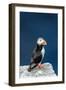 Norway, Finnmark, Loppa. Atlantic Puffin at their nesting cliffs.-Fredrik Norrsell-Framed Photographic Print