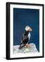 Norway, Finnmark, Loppa. Atlantic Puffin at their nesting cliffs.-Fredrik Norrsell-Framed Photographic Print