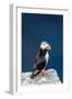 Norway, Finnmark, Loppa. Atlantic Puffin at their nesting cliffs.-Fredrik Norrsell-Framed Photographic Print