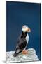 Norway, Finnmark, Loppa. Atlantic Puffin at their nesting cliffs.-Fredrik Norrsell-Mounted Photographic Print